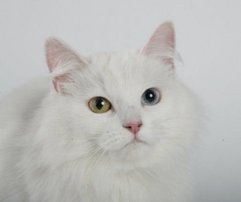 Kat til salg sibirisk Sibiriskkat