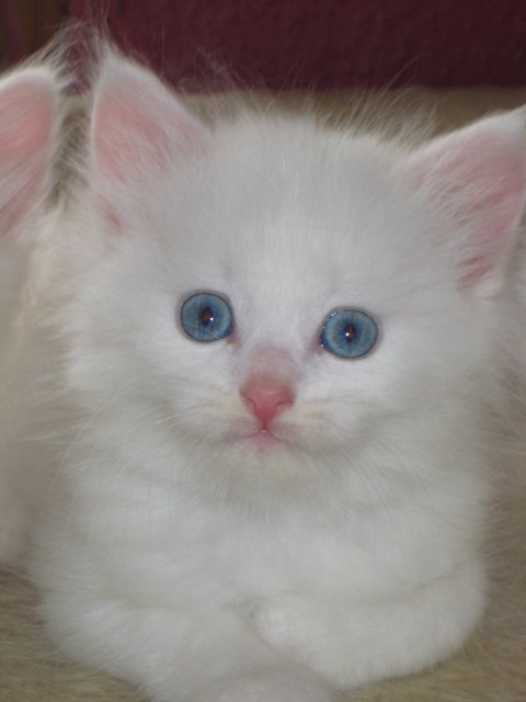 Meldgaards Wladyka White (blå øjne)